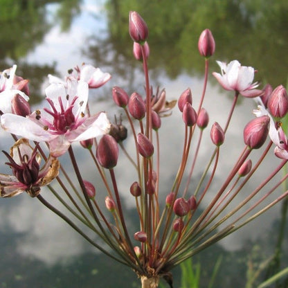 Anglo Aquatics Butomus Umbellatus 3 Litre