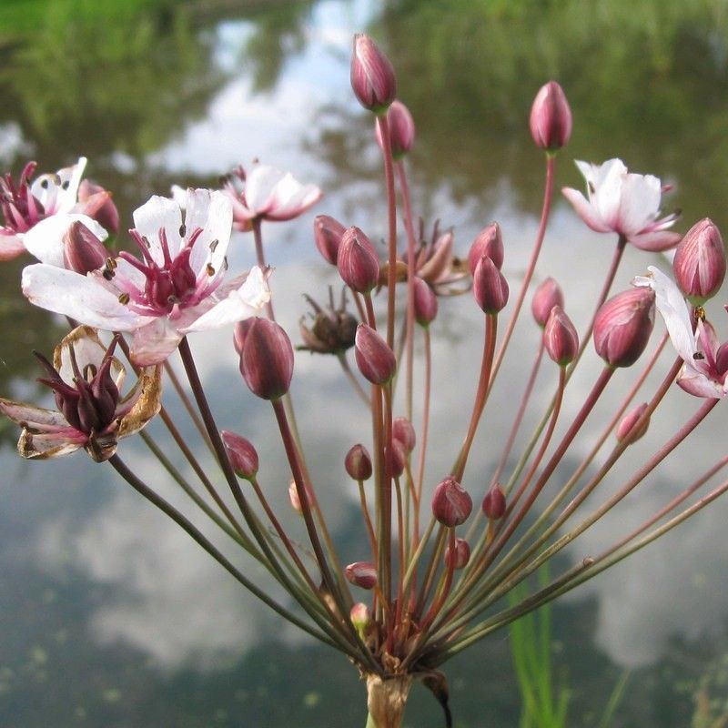 Anglo Aquatics Butomus Umbellatus 3 Litre