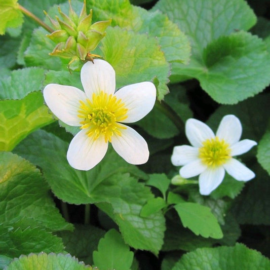 DIS : Anglo Aquatics Caltha Palustris Alba 3 Litre