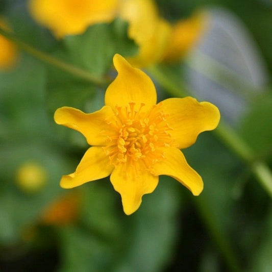 Anglo Aquatics Caltha Palustris 9cm