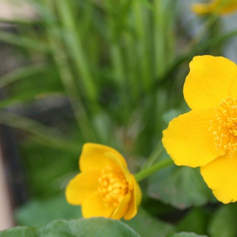 Anglo Aquatics Caltha Palustris 9cm