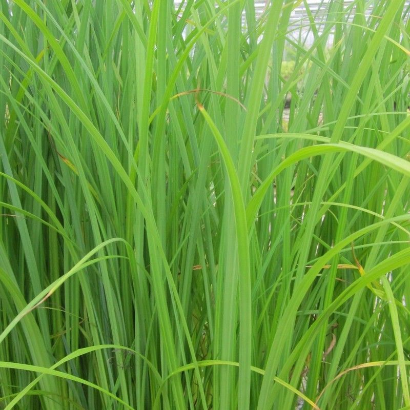 Anglo Aquatics Carex Acuta 3 Litre