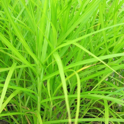 Anglo Aquatics Carex Muskingumensis 1 Litre