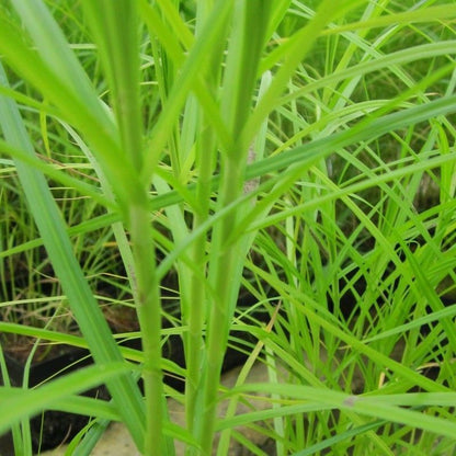 Anglo Aquatics Carex Muskingumensis 5 Litre