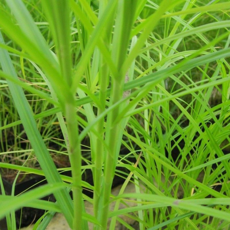 Anglo Aquatics Carex Muskingumensis 1 Litre