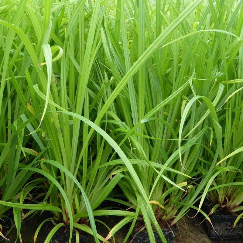 Anglo Aquatics Carex Pendula 3 Litre