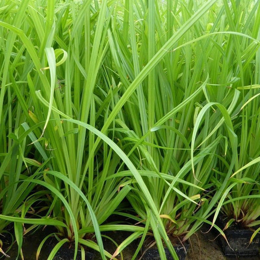 Anglo Aquatics Carex Pendula 5 Litre