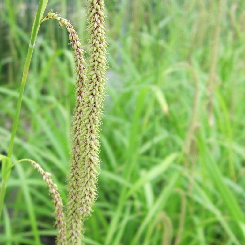 Anglo Aquatics Carex Pendula 9cm 3 Pack