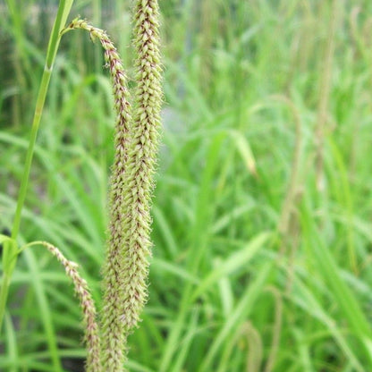 Anglo Aquatics Carex Pendula 1 Litre