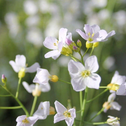 Anglo Aquatics Cardamine Pratensis 9cm 3 Pack