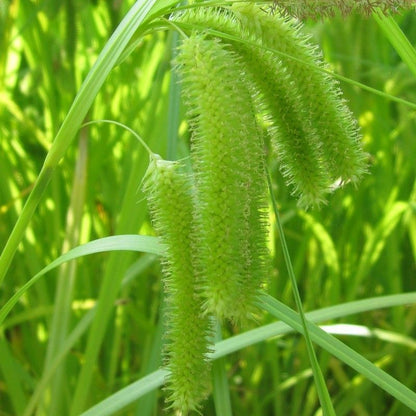 Anglo Aquatics Carex Pseudocyperus 9cm 3 Pack