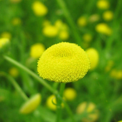 Anglo Aquatics Cotula Coronopifolia 1 Litre