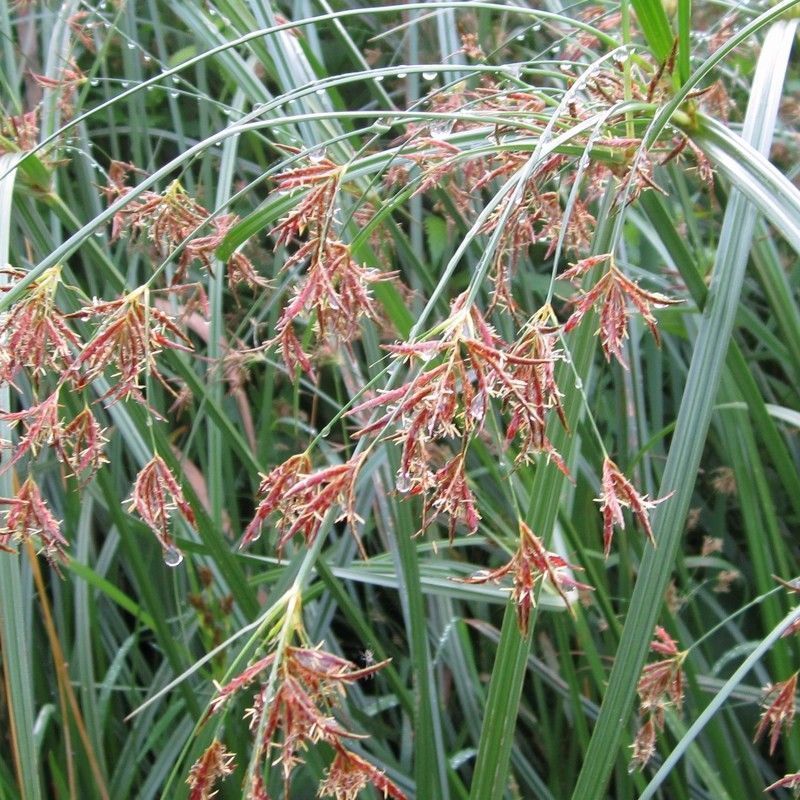 Anglo Aquatics Cyperus Longus 3 Litre