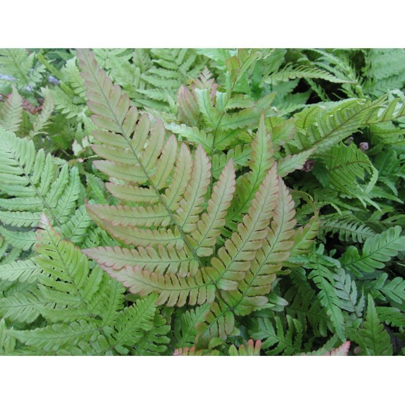 Anglo Aquatics Dryopteris Erythrosora 9cm 3 Pack