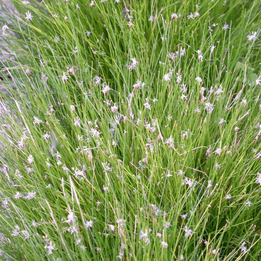 Anglo Aquatics Eleocharis Acicularis 9cm