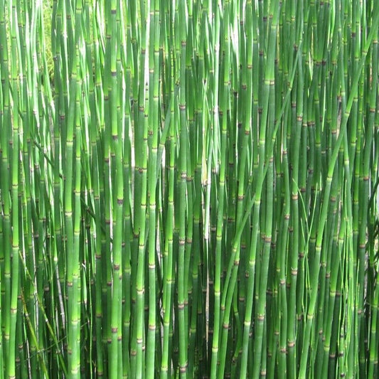 Anglo Aquatics Equisetum Hyemale 1 Litre