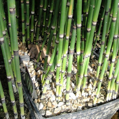 Anglo Aquatics Equisetum Hyemale 5 Litre