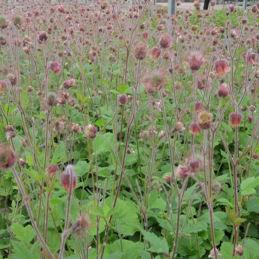 Anglo Aquatics Geum Rivale 3 Litre