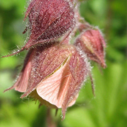 Anglo Aquatics Geum Rivale 9cm