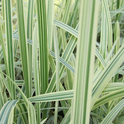 Anglo Aquatics Glyceria Maxima Variegata 9cm