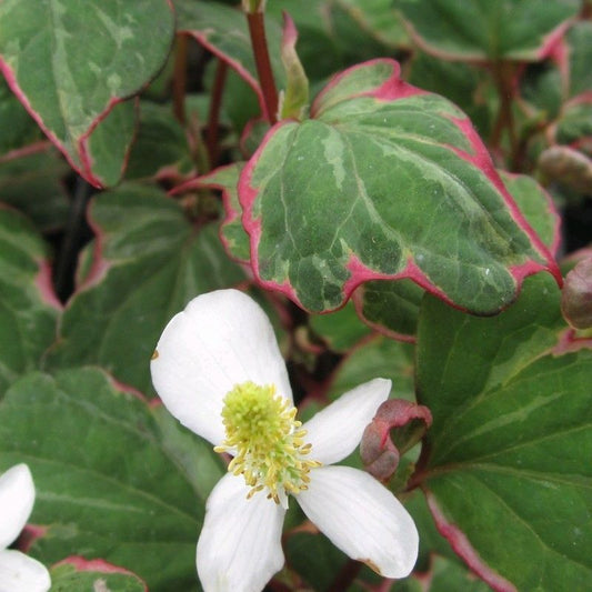 Anglo Aquatics Houttuynia Cordata 'Boo Boo' 9cm