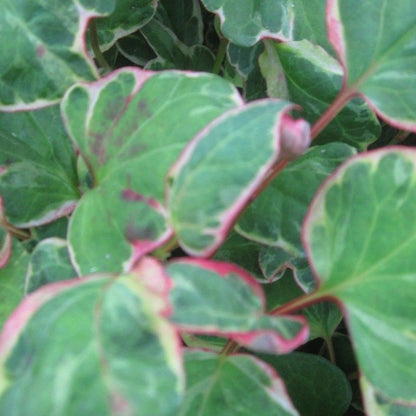 Anglo Aquatics Houttuynia Cordata 'Boo Boo' 1 Litre 3 Pack