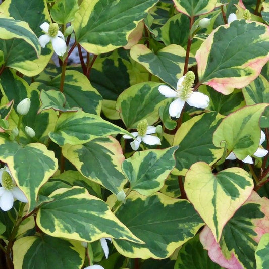 DIS : Anglo Aquatics Houttuynia Cordata 'Chameleon' 10 Litre