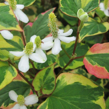 DIS : Anglo Aquatics Houttuynia Cordata 'Chameleon' 10 Litre