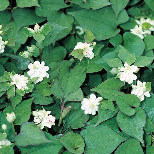 Anglo Aquatics Houttuynia Cordata 'Plena' 9cm