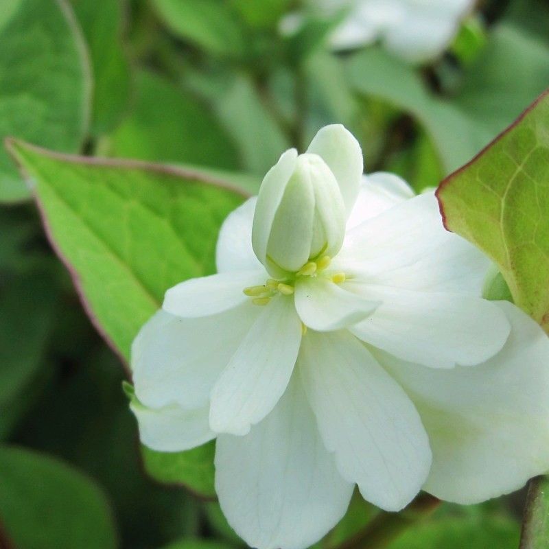 Anglo Aquatics Houttuynia Cordata 'Plena' 9cm