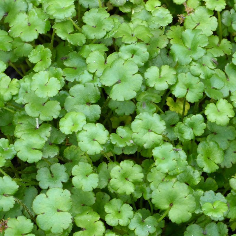 Anglo Aquatics Hydrocotyle Nova Zealand 1 Litre 3 Pack