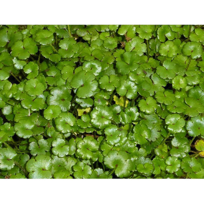 Anglo Aquatics Hydrocotyle Nova Zealand 1 Litre