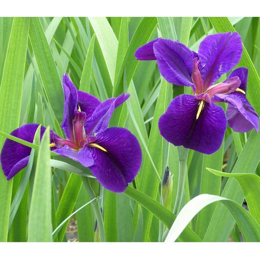 Anglo Aquatics Iris Louisiana 'Black Gamecock' 1 Litre 3 Pack