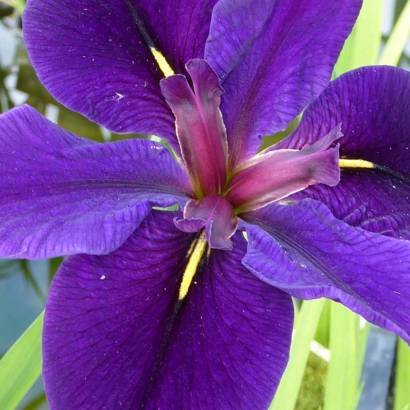 Anglo Aquatics Iris Louisiana 'Black Gamecock' 1 Litre