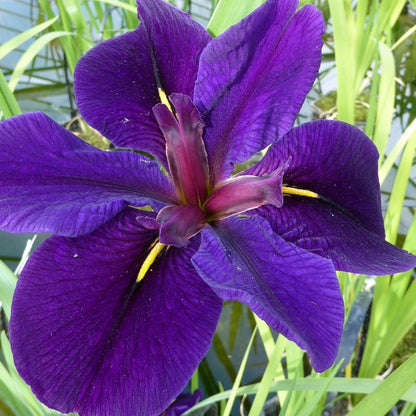 Anglo Aquatics Iris Louisiana 'Black Gamecock' 1 Litre