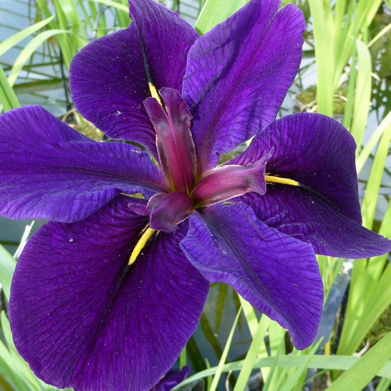 DIS : Anglo Aquatics Iris Louisiana 'Black Gamecock' 10 Litre