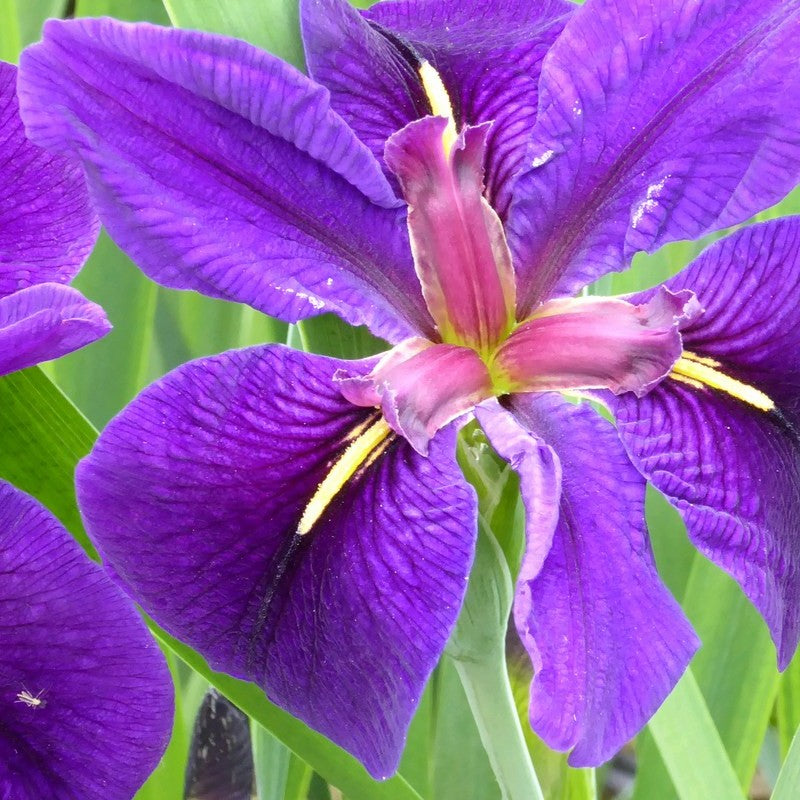 Anglo Aquatics Iris Louisiana 'Black Gamecock' 1 Litre