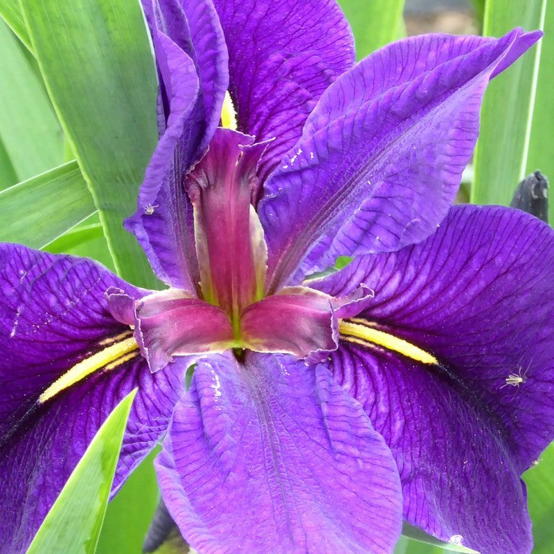 Anglo Aquatics Iris Louisiana 'Black Gamecock' 1 Litre