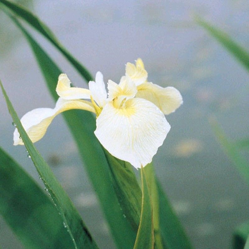 Anglo Aquatics Iris Pseudacorus Bastardii 3 Litre