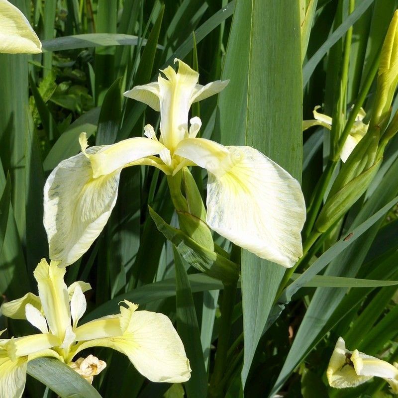 Anglo Aquatics Iris Pseudacorus Bastardii 3 Litre