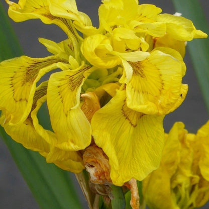 Anglo Aquatics Iris Pseudacorus 'Flore Pleno' 3 Litre