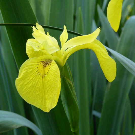 Anglo Aquatics Iris Pseudacorus 9cm