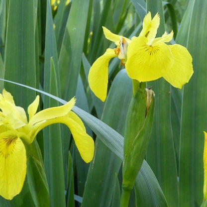 Anglo Aquatics Iris Pseudacorus 1 Litre