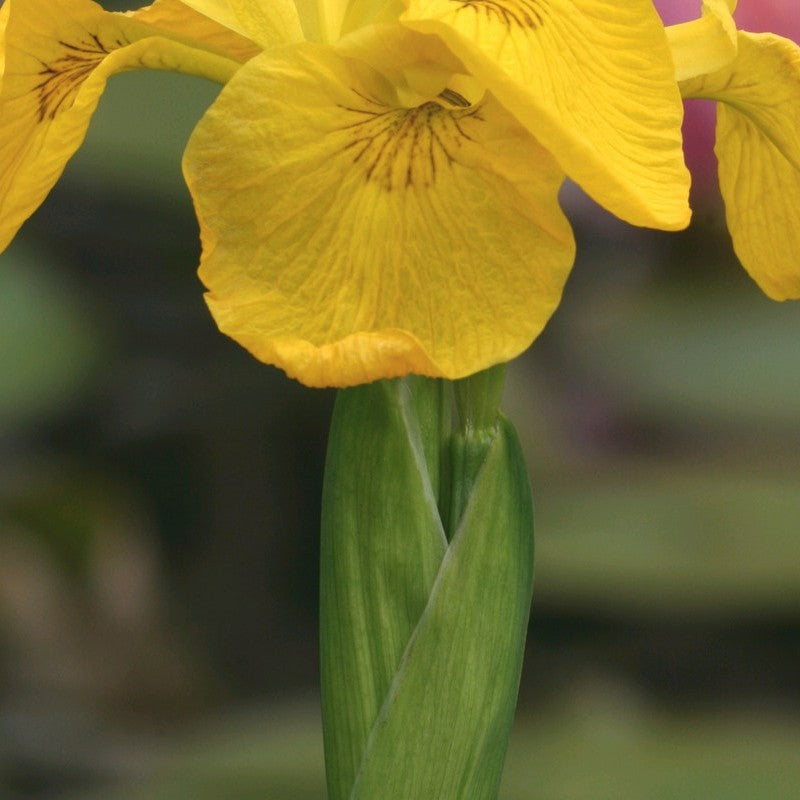 Anglo Aquatics Iris Pseudacorus 1 Litre 3 Pack