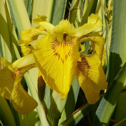 Anglo Aquatics Iris Pseudacorus 'Variegata' 3 Litre