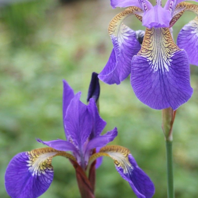 Anglo Aquatics Iris Sibirica 1 Litre