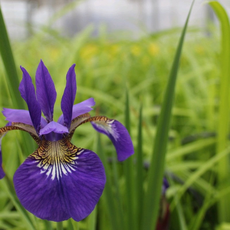 Anglo Aquatics Iris Sibirica 1 Litre