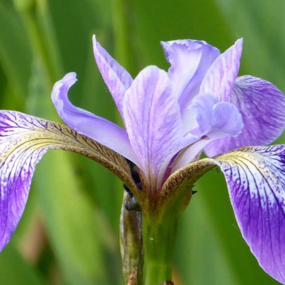 Anglo Aquatics Iris Versicolor 5 Litre