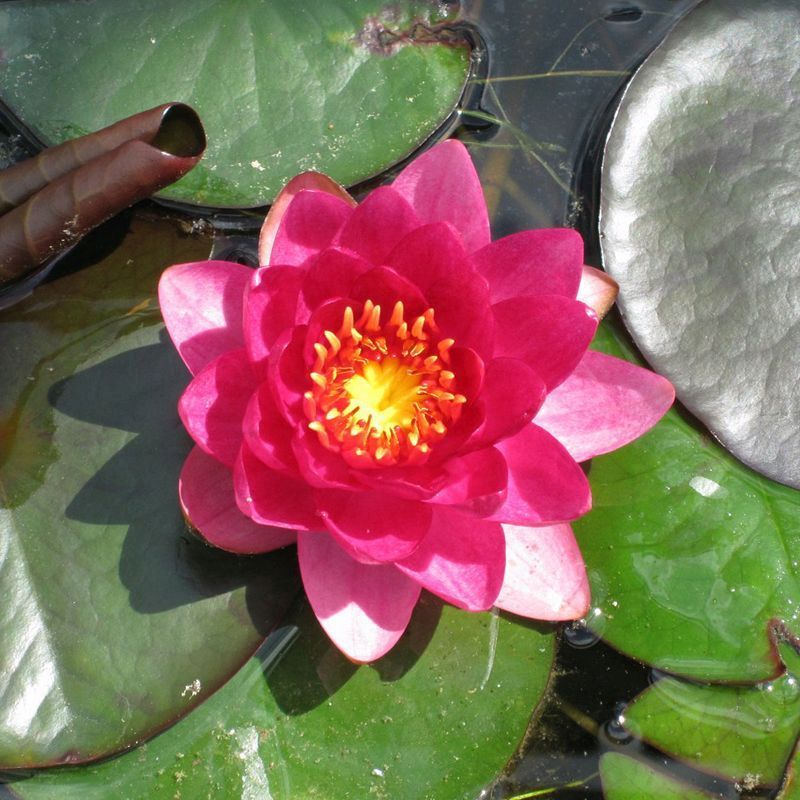 Anglo Aquatics Nymphaea James Brydon 3 Litre