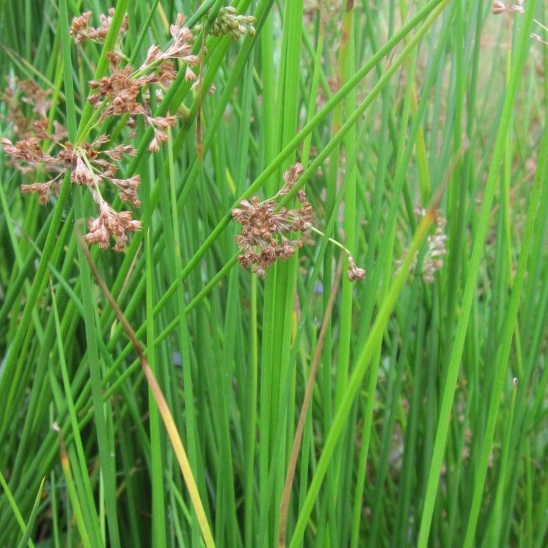 Anglo Aquatics Juncus Effusus 3 Litre